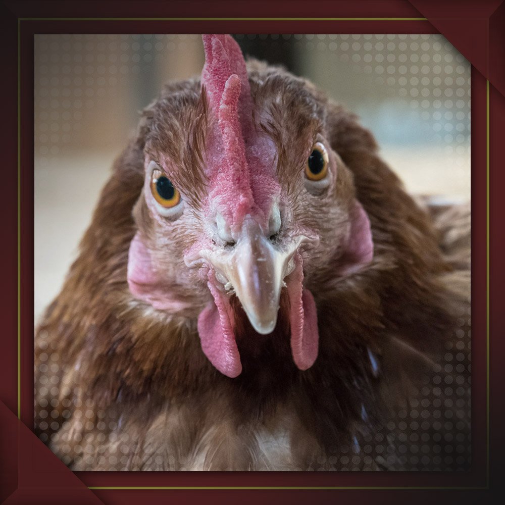 magistrat-poulet